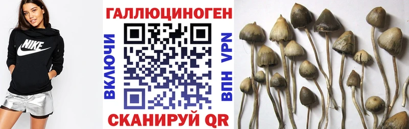 гидра ссылки  Шлиссельбург  Псилоцибиновые грибы мицелий 